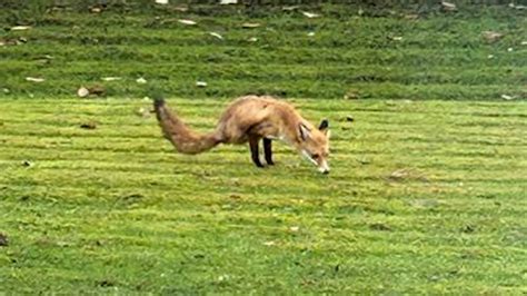 Two legged fox - Laogama • 4 mo. ago. If two legs are enough for this fox, two legs are enough for me. ooouroboros • 4 mo. ago. That tail really helps it out - like a bird uses its tail to keep balanced. FlowRiderBob • 4 mo. ago. I did a little digging and apparently this is a wild fox and they believe this is a birth defect.